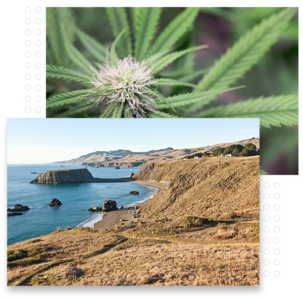 Sonoma County coastline and a cannabis flower